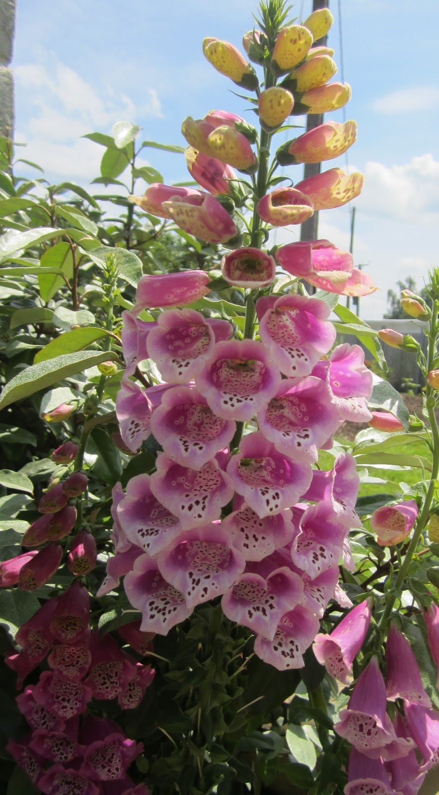 Floral Fantasies: Cottage garden flowers