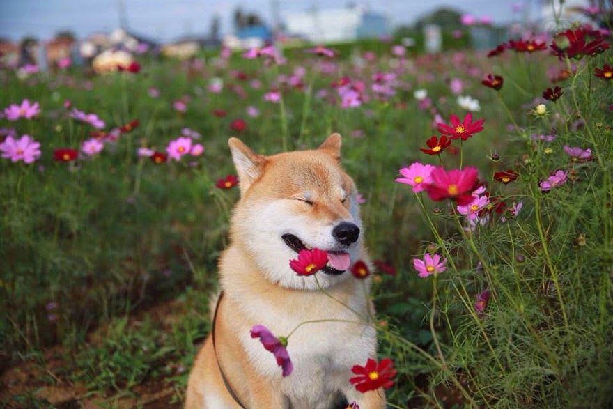 Meet+Maru,+The+Smiliest+Dog+In+Japan+7.j