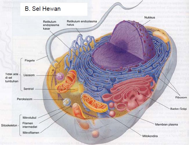 Pengertian, Contoh dan Struktur Sel Prokariotik dan Eukariotik serta