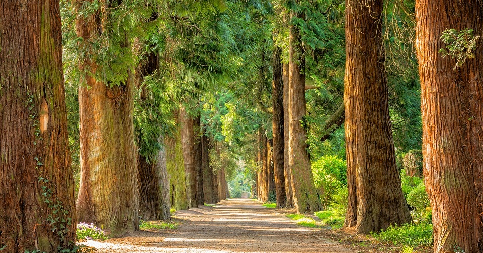 15 Fondos de pantalla de naturaleza hd para mi teléfono móvil