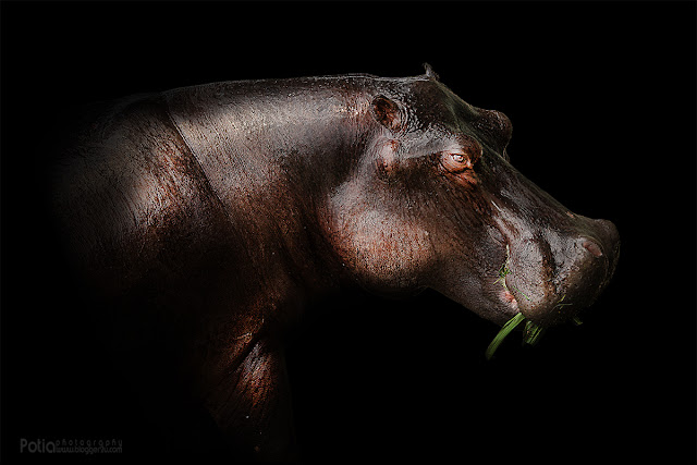 Hippo Paya Indah Wetlands