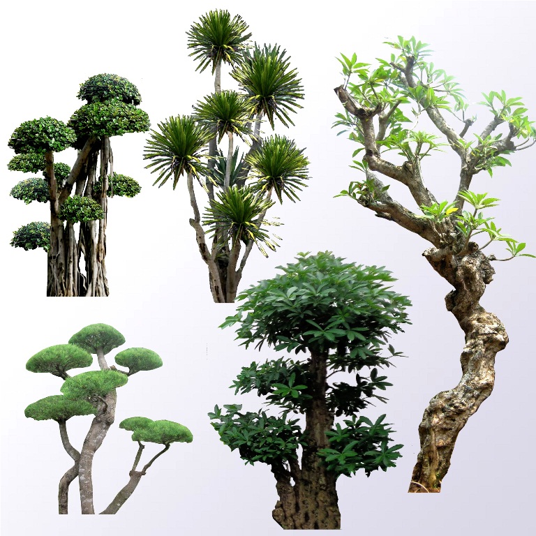 TIPS MEMILIH JENIS TANAMAN - TUKANG TAMAN SURABAYA