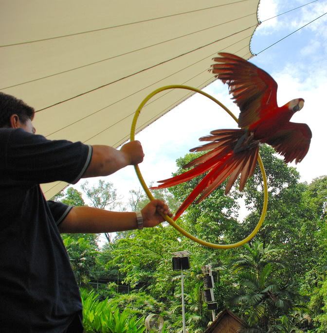 Picture of macaw doing a trick at Jurong Bird Park. Picture of macaw doing a trick at Jurong Bird Park.