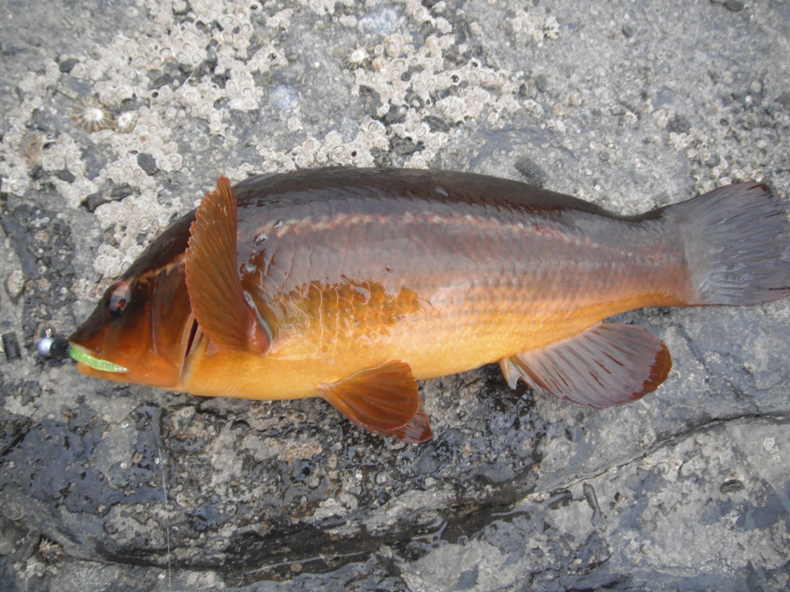 South East Lure Angling New year..New name.