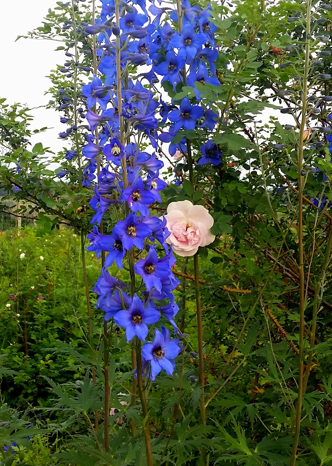 4th of July at Botanical Garden UAF