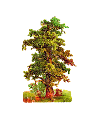 tree oak graphic clip victorian cut die antique cutting scrap baum gemerkt glanzbild von