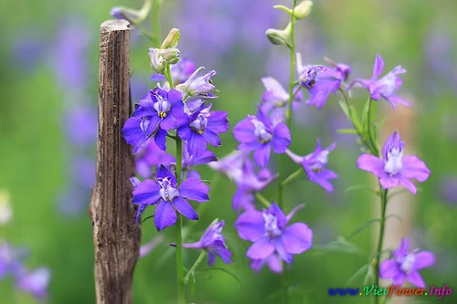 Ý nghĩa hoa Violet