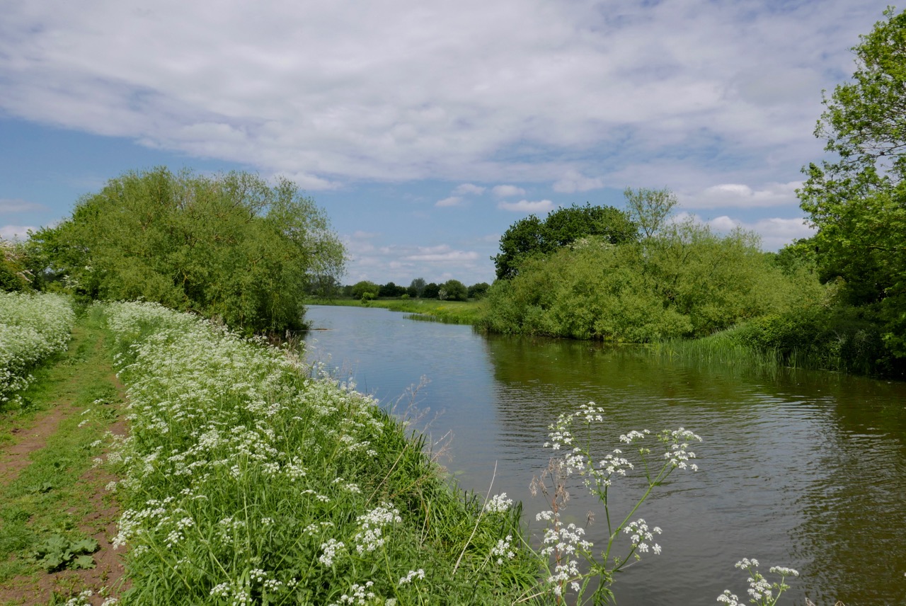 Roy's Nature Logbook Along the River Bank