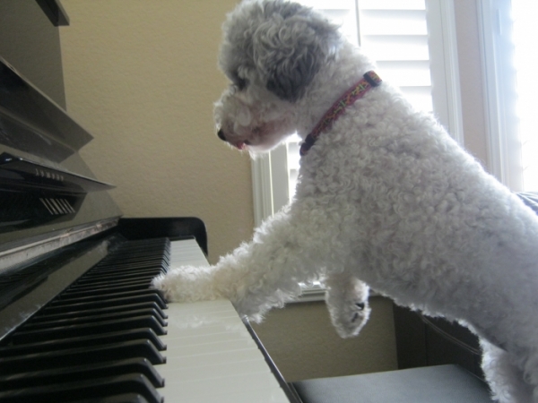 Funny Dog Playing Piano Best Phoptos And Wallpapers 2013 | Funny Animals