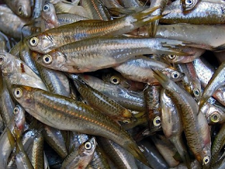 Jenis Jenis Ikan Konsumsi Dan Gambarnya Ikan seluang Jenis Jenis Ikan Konsumsi Dan Gambarnya