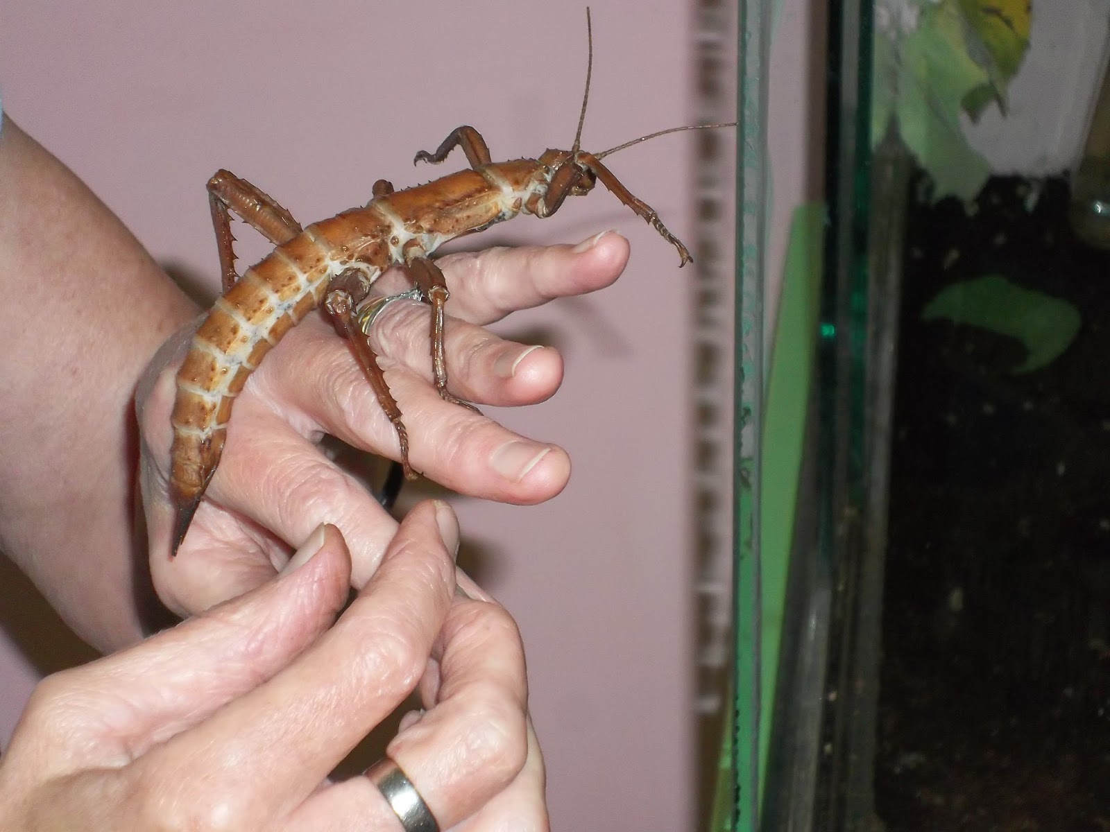 2 On the Road Victoria Bug Zoo