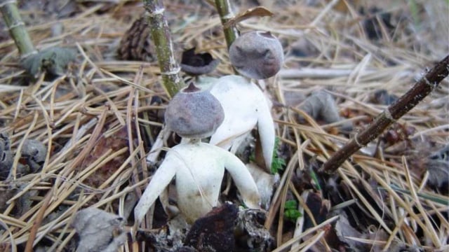 Misteri Penemuan Jamur Aneh Berbentuk Manusia di Inggris Misteri Penemuan Jamur Aneh Berbentuk Manusia di Inggris