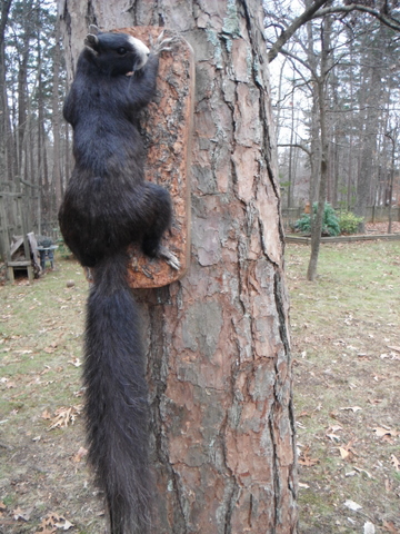 North Carolina River Fishing and Canoeing with Mack: Fox Squirrels in