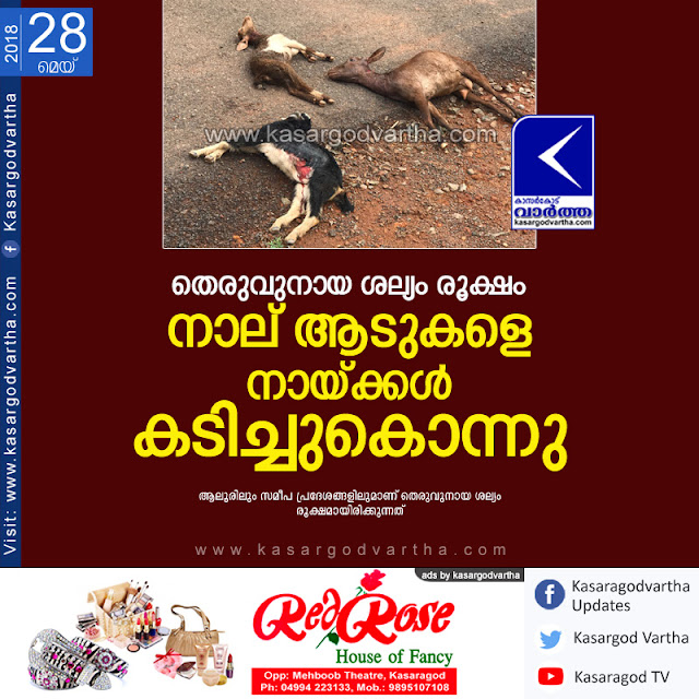 Bovikanam, Kasaragod, Kerala, News, Street dog, Natives, 4 goats killed by Street dogs in Aloor.