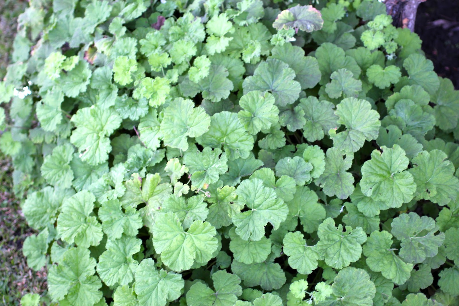 Florez Nursery Apple scented geranium, Pelargonium odoratissimum
