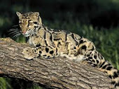 Projeto Leopardo Nebuloso
