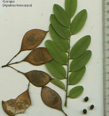 flora nativa de Argentina Ivira pere Apuleia leiocapra