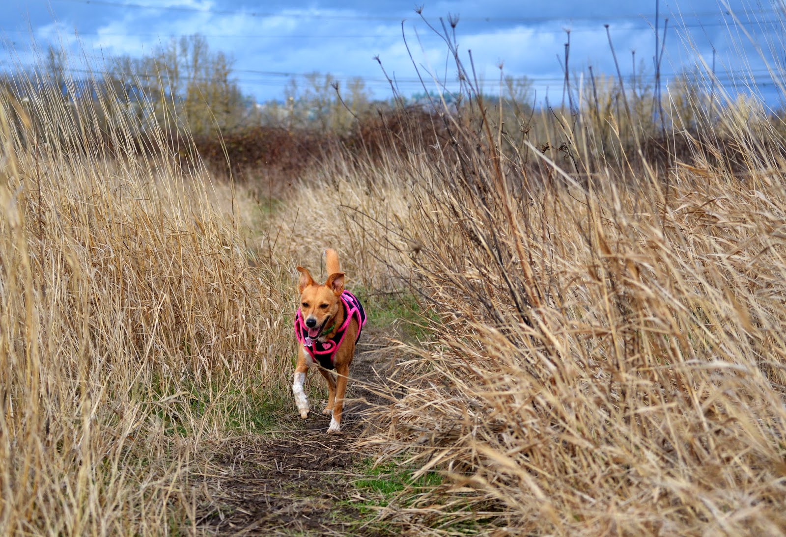 ZoePhee It's okay to put a coat on your dog, really.
