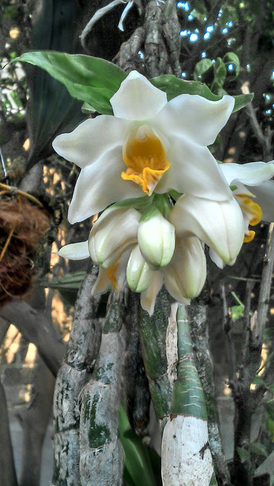 Cultivo de Orquideas: Chysis bractescens