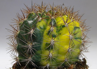 Fuente: http://3.bp.blogspot.com/-PfONv3VEvz4/UwuANR8JGUI/AAAAAAAAB_o/0du4yqXPw1E/s1600/variegata+2.JPG