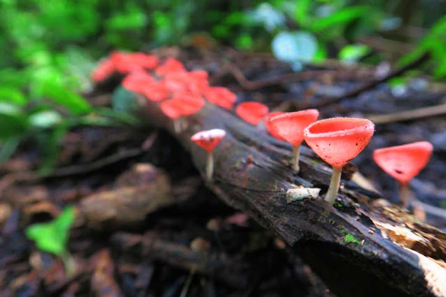 เห็ดแชมเปญ หรือ เห็ดถ้วยชมพู Tarzetta  Rosea ( Rea)  Dennis เห็ดแชมเปญ หรือ เห็ดถ้วยชมพู Tarzetta  Rosea ( Rea)  Dennis