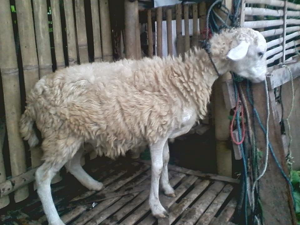 HARGA KAMBING Rp.1.000.000,-