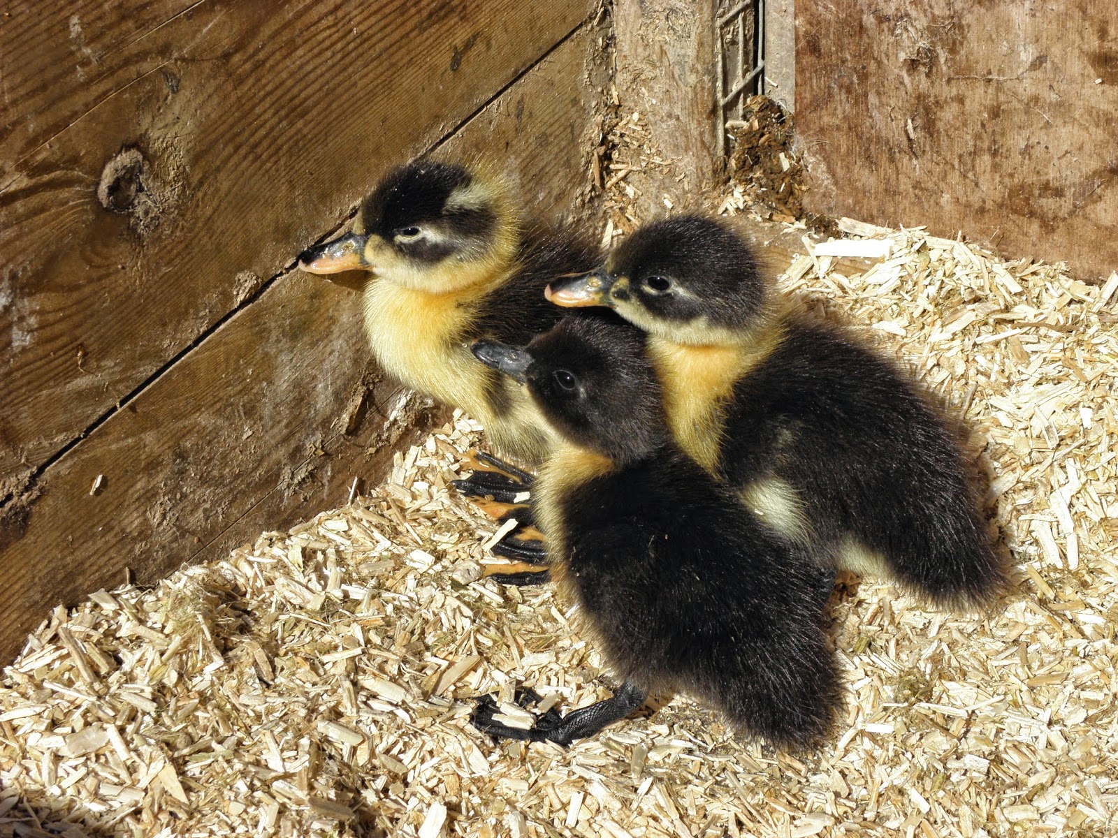 Flyte so Fancy Ducklings Hatching Ducklings