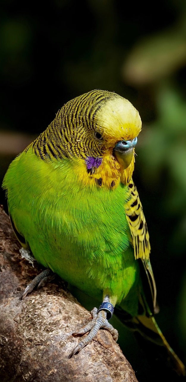 Picture of a budgerigar.