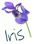  Iris Blog