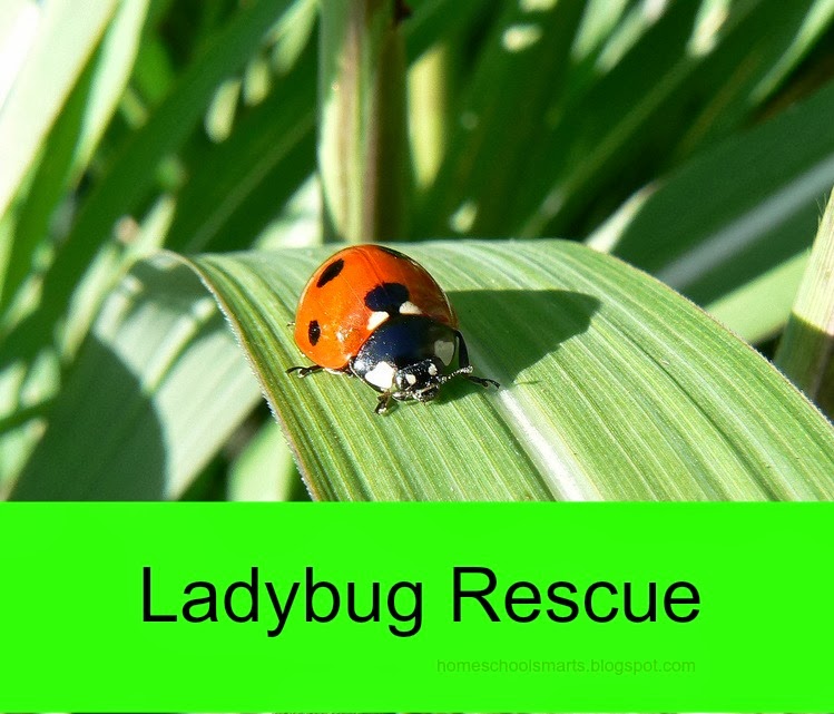 Ladybug Rescue Series