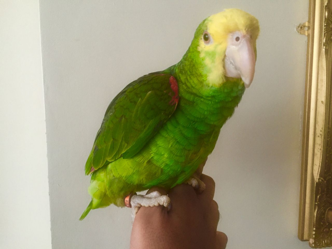 PARROTS AND EXOTIC BIRDS FOR SALE
