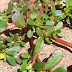 IF YOU SEE THIS GROWING IN YOUR YARD, DO NOT PICK IT UP! HERE IS THE REASON WHY..