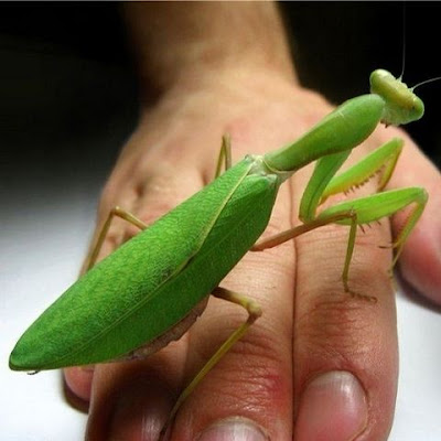 La mantis religiosa solo tiene un oído. En mano.