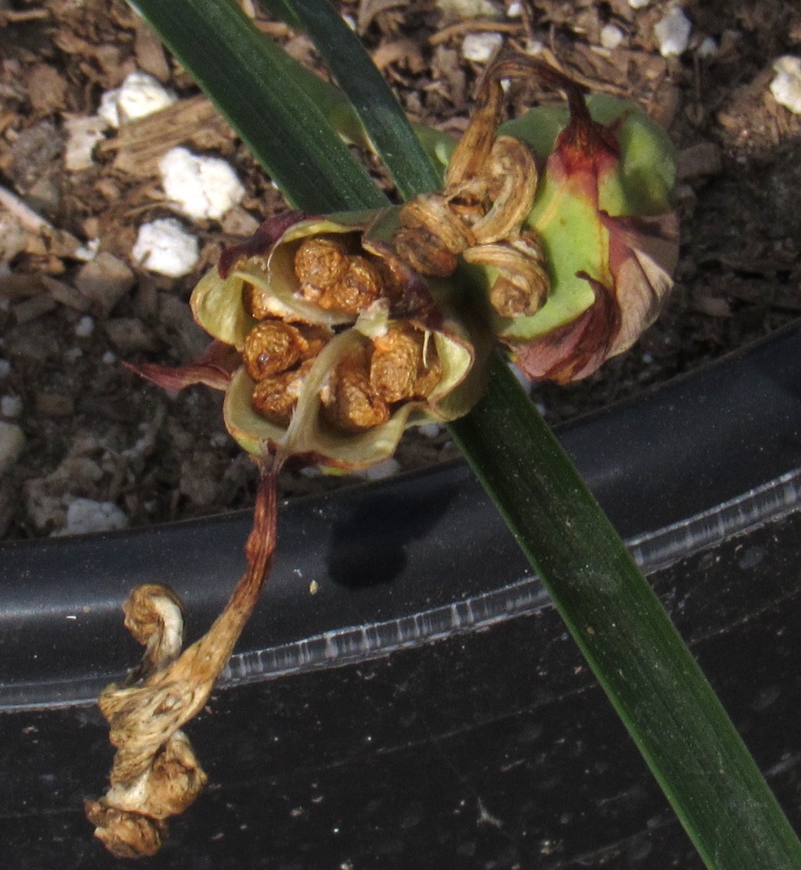 World of Irises Magic Pods When to gather Pacifica Iris seeds