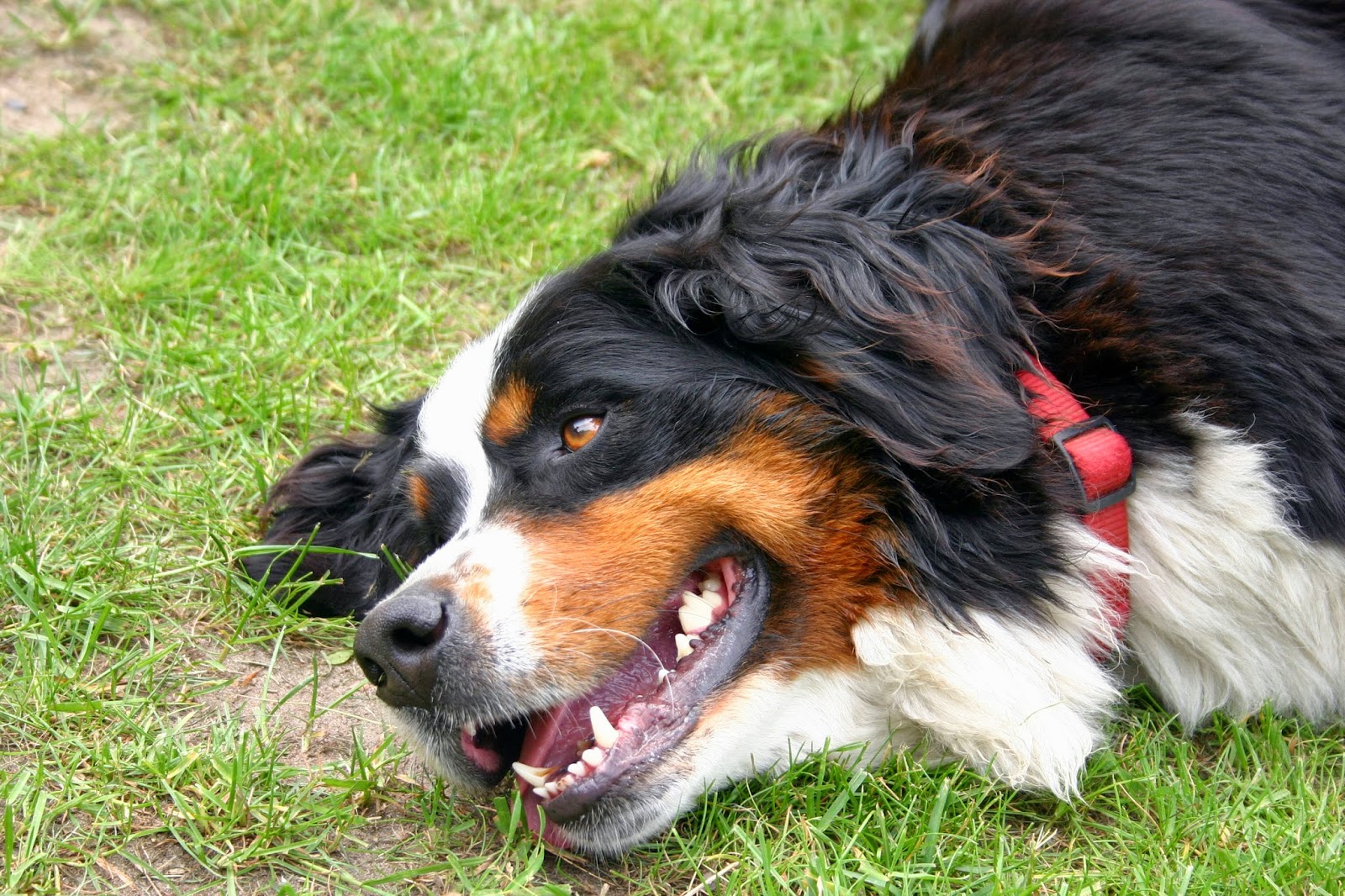 Blog Mein Hund und ich im&hellip; / Hundesportverein Mein Hund &amp; Ich e. V