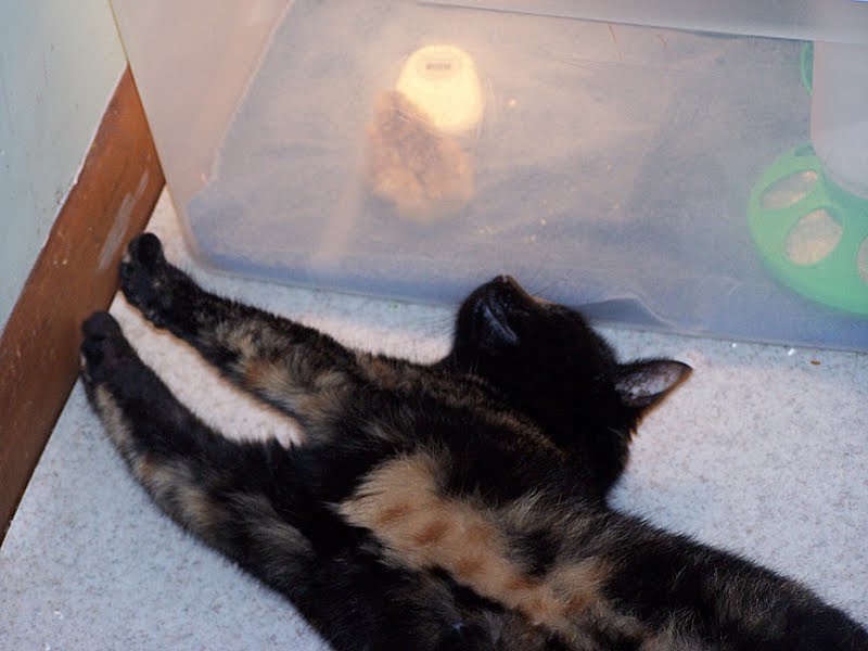 My Cat Isn T Moving But Is Still Breathing My Cat Isn T Moving But Is Still Breathing