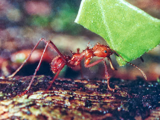 leaf cutter ants in nature, cutter ants pictures
