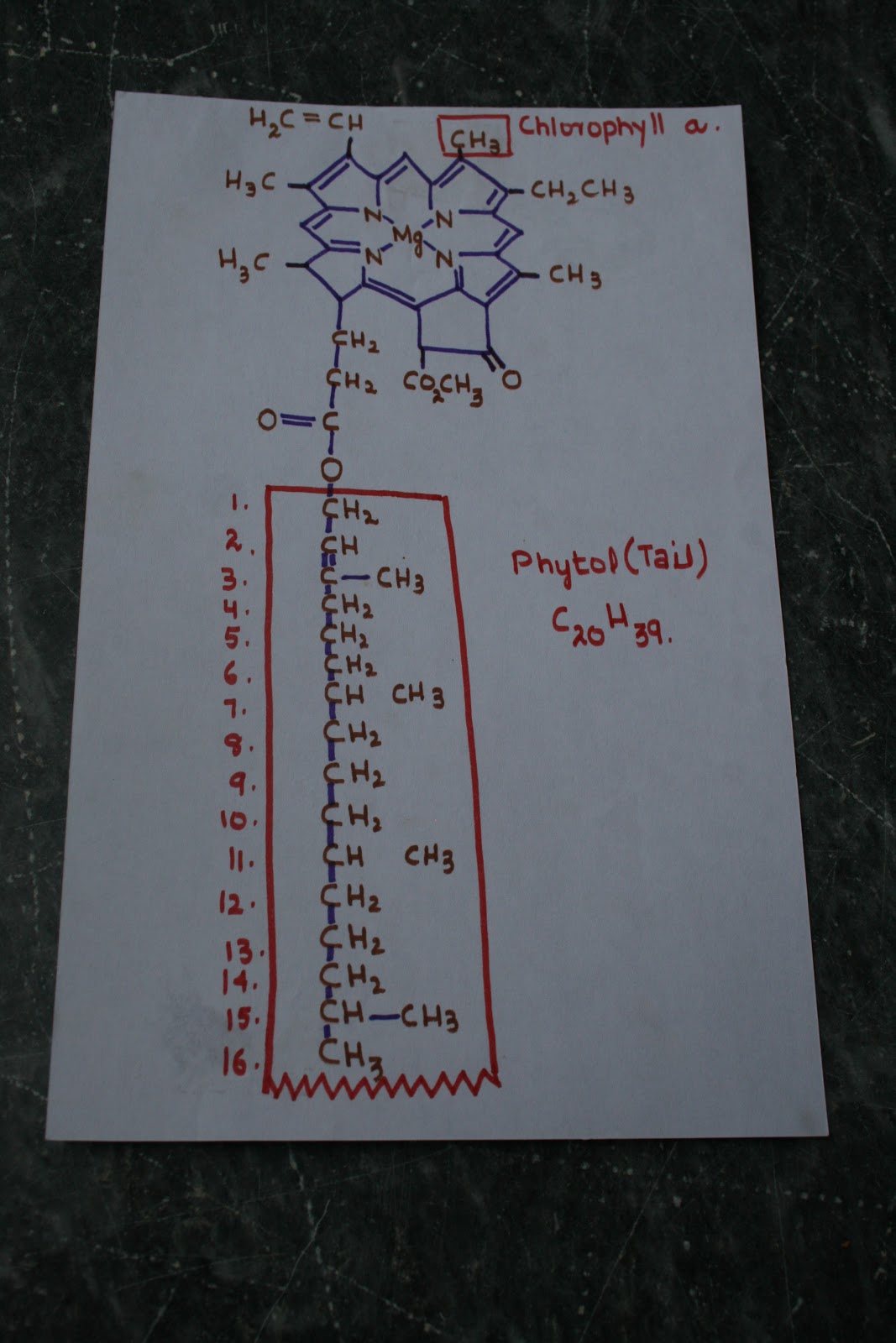Isolated System Chlorophyll a Structure... Head and Phytol (Tail)