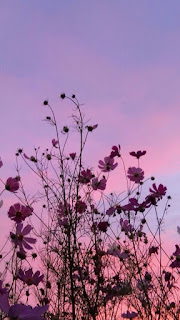 خلفيات أندرويد زهور