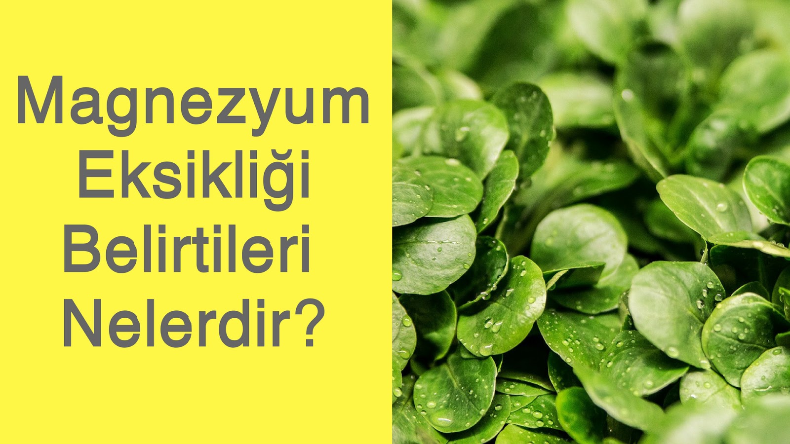 Magnezyum Eksikliği Nedir: Magnezyum Eksikliğinin Belirtileri Magnezyum Eksikliği Nedir: Magnezyum Eksikliğinin Belirtileri