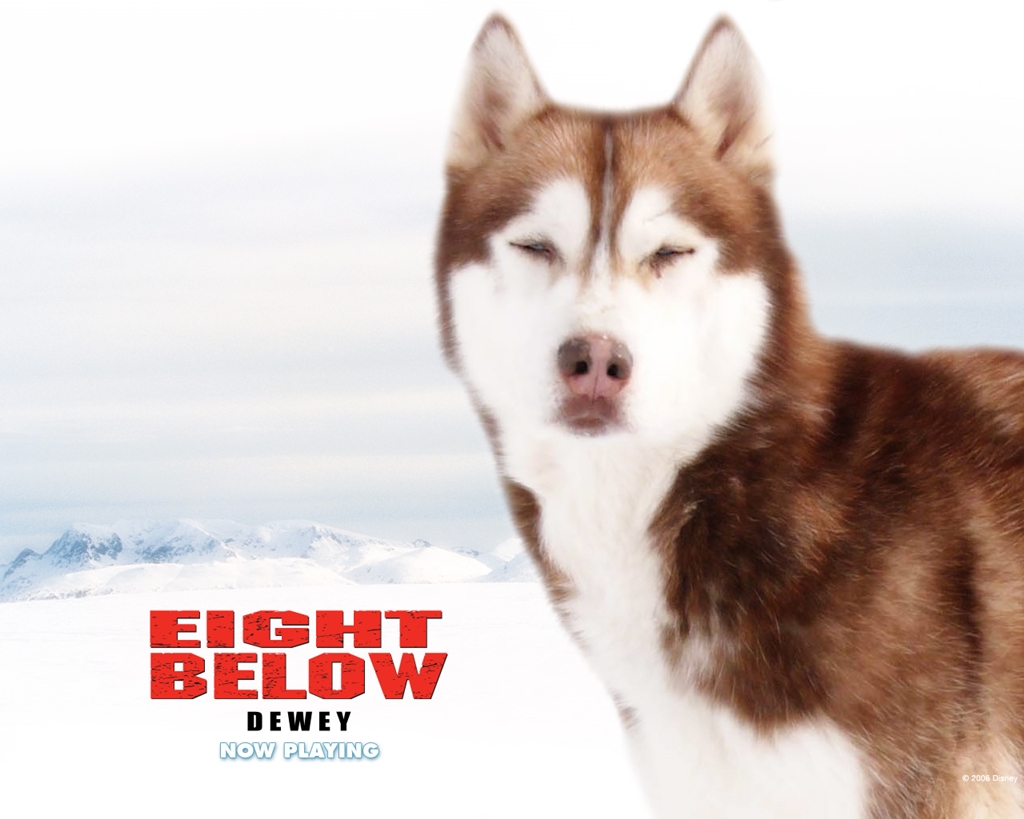 Köpekler hakkında en dokunaklı film Köpekler hakkında en dokunaklı film