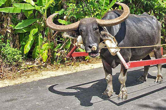 water buffalo,bull,rope