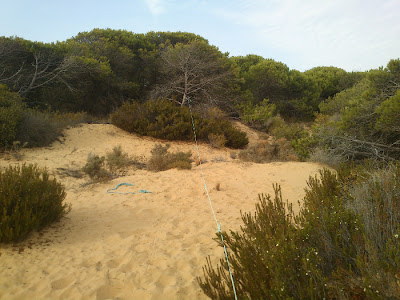 Cuerda atada a árbol