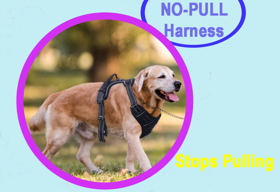 It's a Dog's World How Do No Pull Dog Harnesses Work?