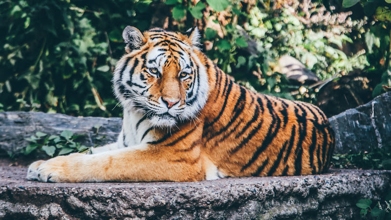 Beautiful Tiger