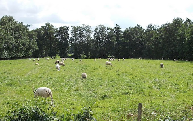 Achtergrond met schapen in weiland