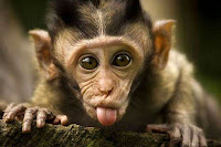Dil çıkarmış komik yavru maymun