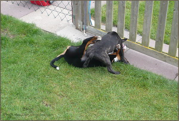 Appenzeller Sennenhund Bo Bo - Appenzeller - Sennenhund
