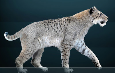 Homotherium reconstruction. These cats survived in Europe many thousands of years longer than previously thought.