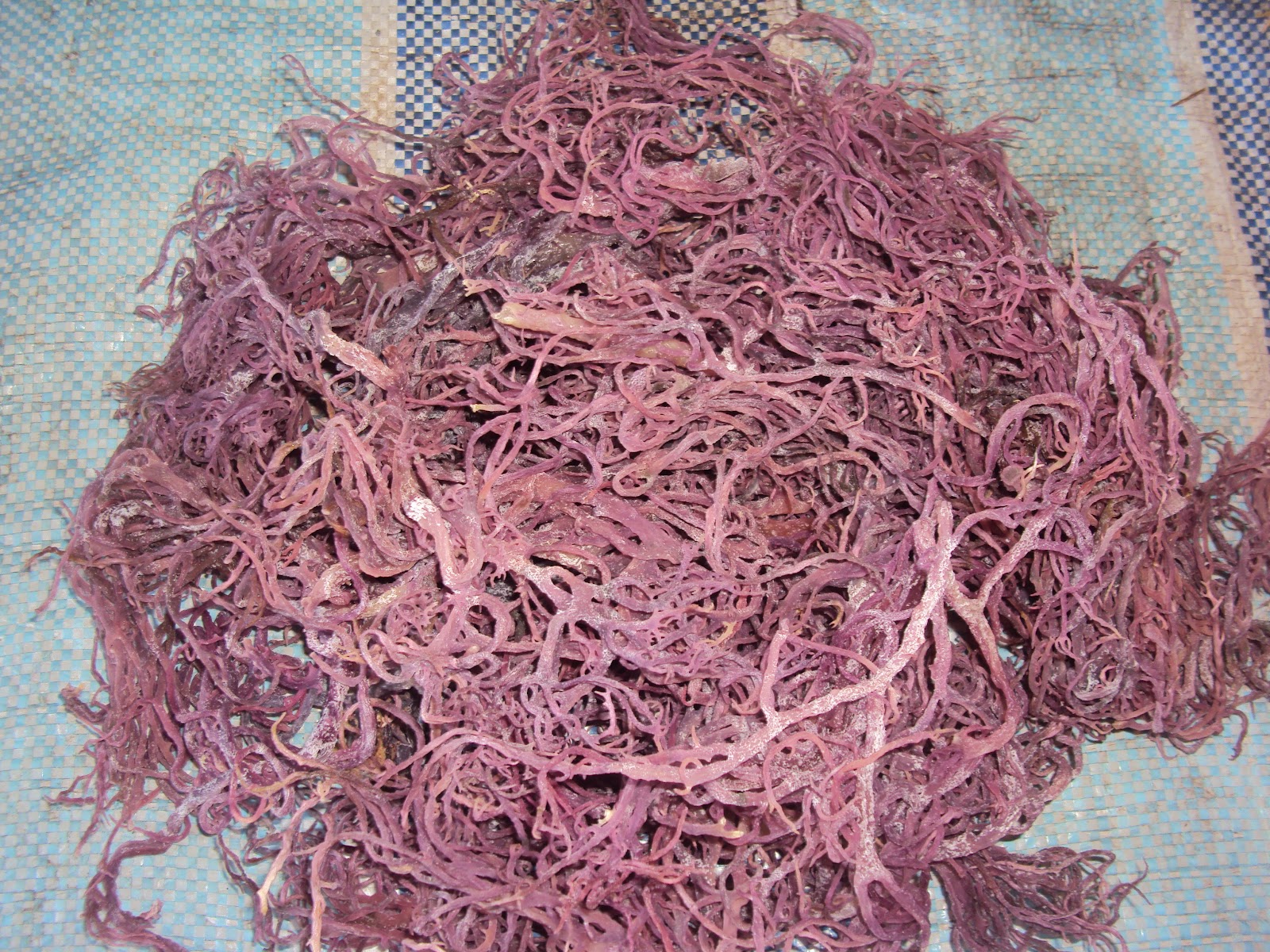Nakama Go Travel and Tour: Rumpai Laut Kering / Dried Seaweed Eucheuma ...